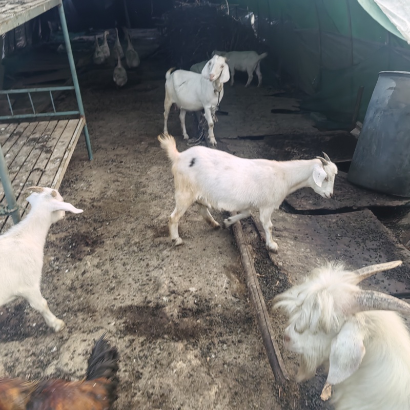 散养活羊活羊山羊禽畜初加工品大量活羊现卖可视频看货