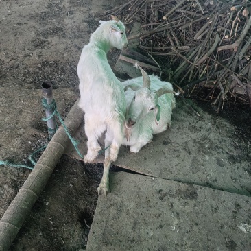 散养活羊活羊山羊禽畜初加工品大量活羊现卖可视频看货