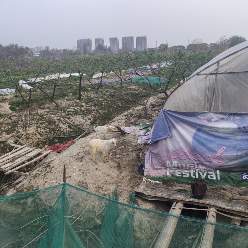 散养活羊活羊山羊禽畜初加工品大量活羊现卖可视频看货