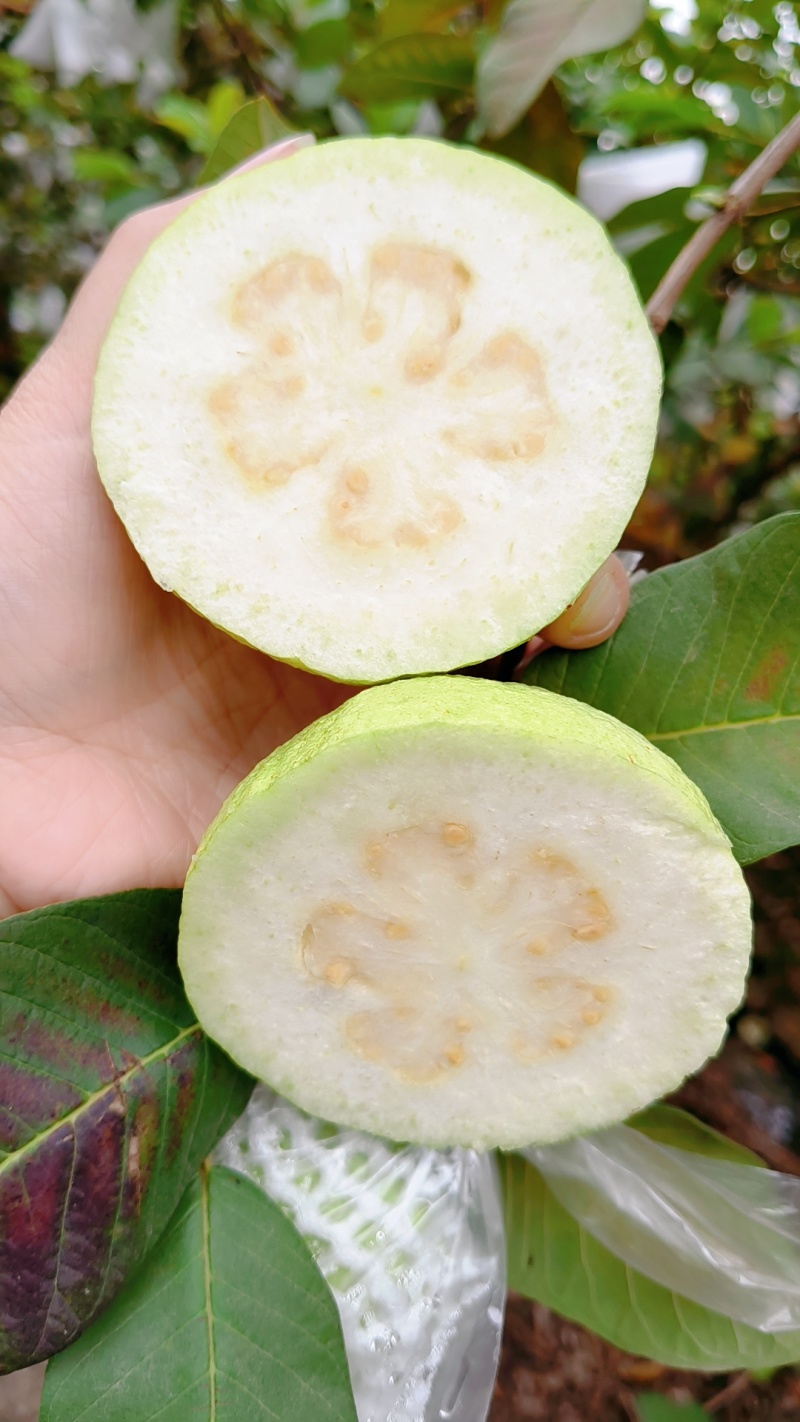 优质脆甜番石榴