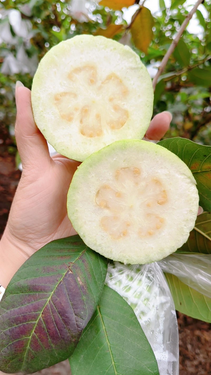 优质脆甜番石榴