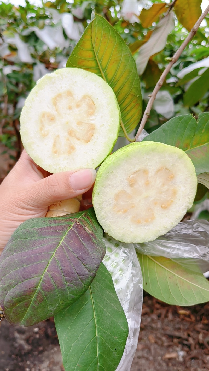 优质脆甜番石榴