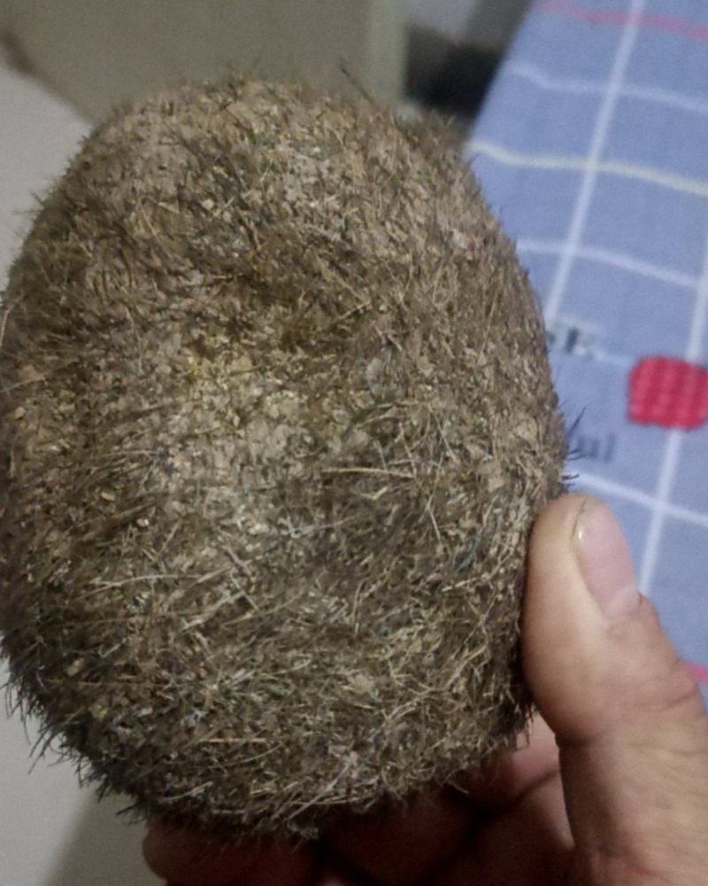 猪宝
