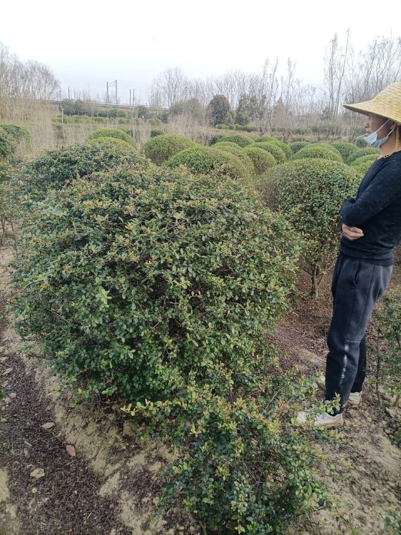 火棘球