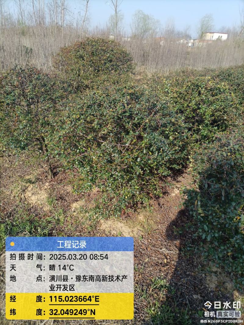 火棘球