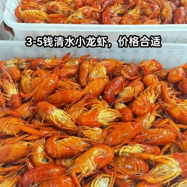 3-5钱清水龙虾，一盒3斤一箱装30盒