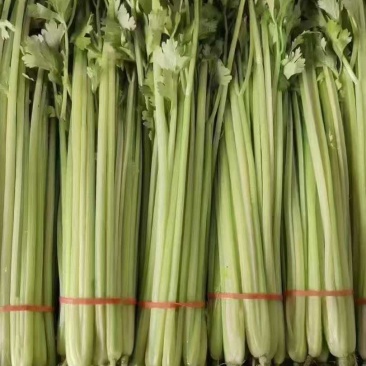 山东毛芹