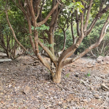 嘉宝果树