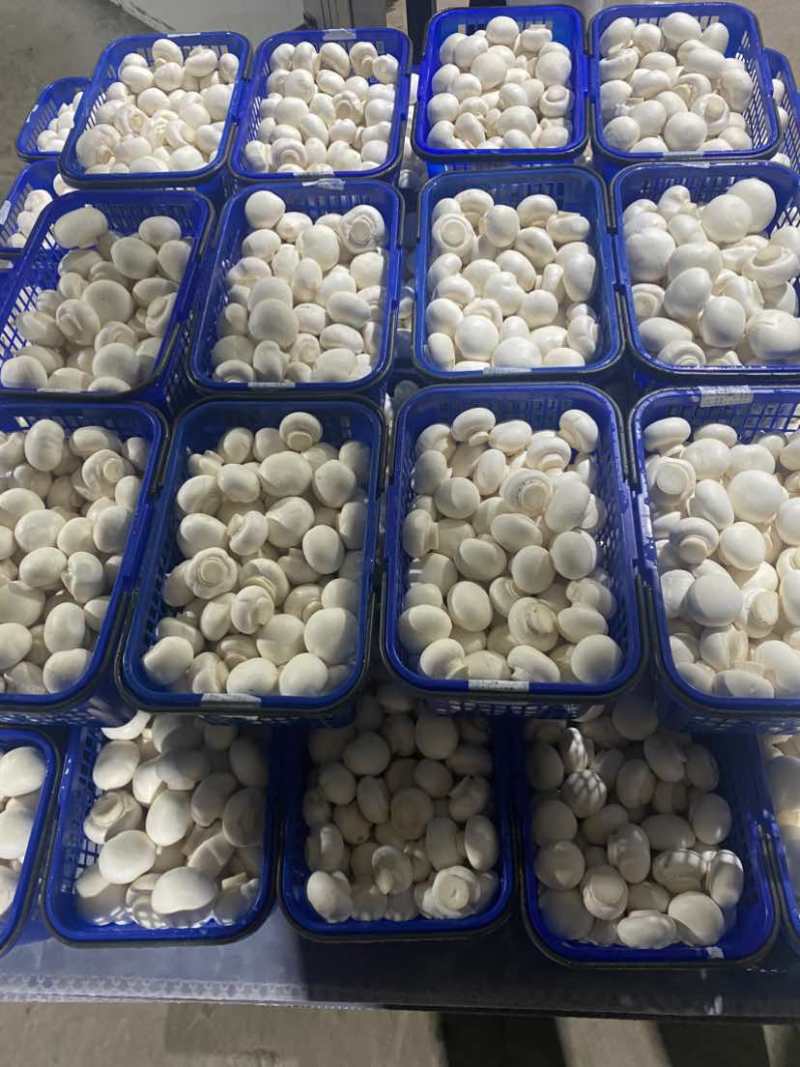 双孢菇优质发酵基料