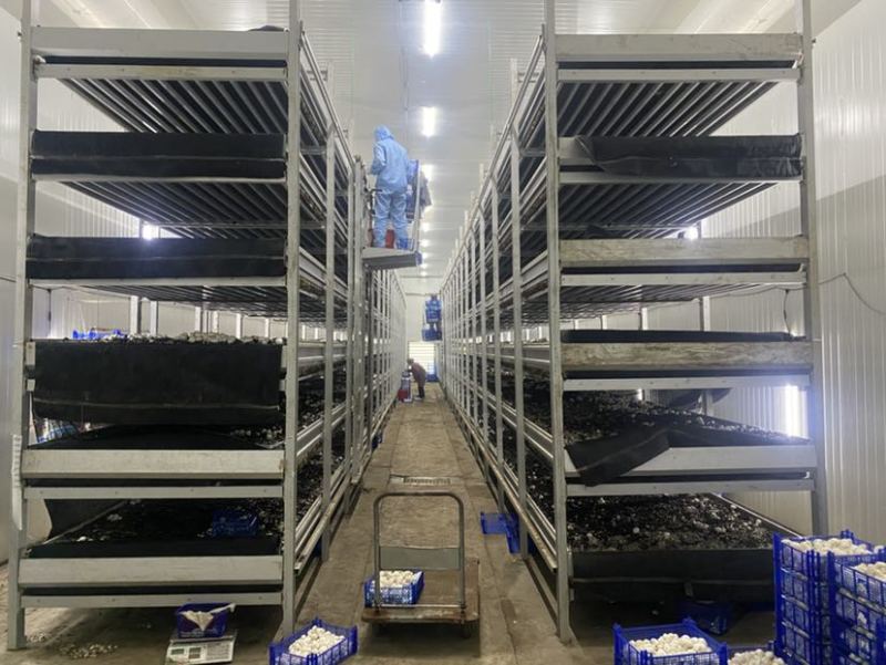 双孢菇优质发酵基料