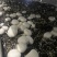 双孢菇优质发酵基料