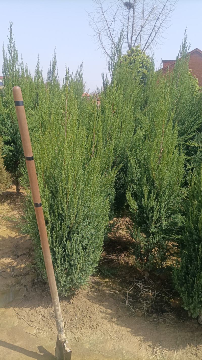 桧柏