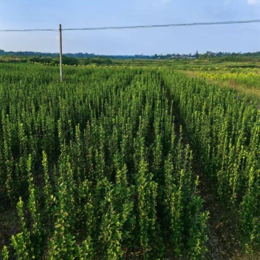 北海道黄杨，自家苗圃，量大从优，