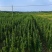 北海道黄杨，自家苗圃，量大从优，