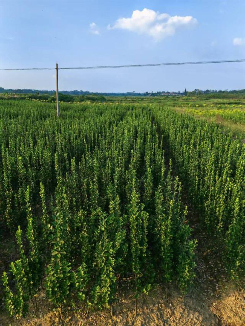 北海道黄杨，自家苗圃，量大从优，