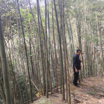 有1千多亩，五，六，七，寸的楠竹，包装车，有老板要吗