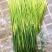 蒜苔头茬新鲜量大便宜可一件代发