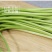 蒜苔头茬新鲜量大便宜可一件代发