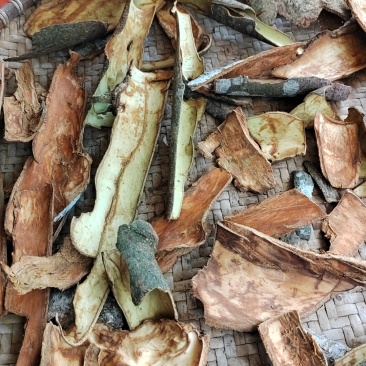 新鲜桂皮，自家种的