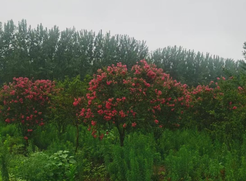 小叶玫红紫薇树