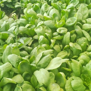 大叶茼蒿