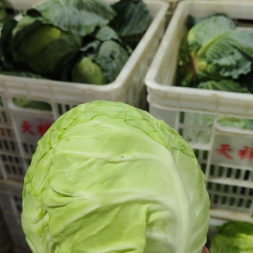 云南大理甘蓝