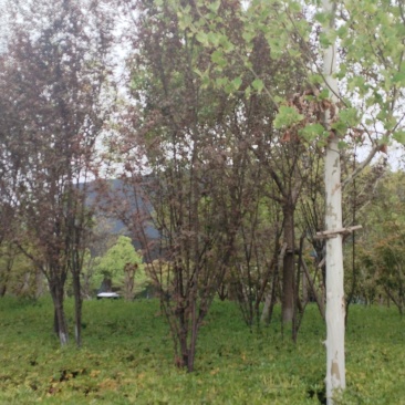 菠菜