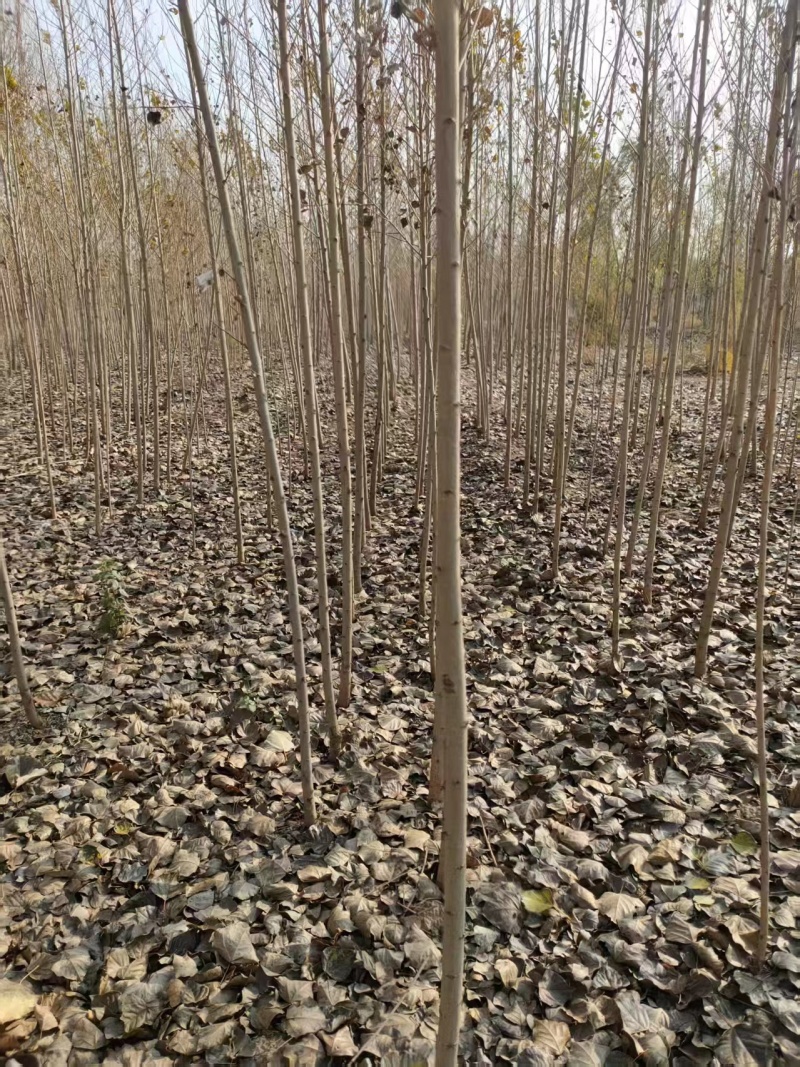 小美旱杨树2/4公分10万株新苗2/3年生巴彦淖尔临河区