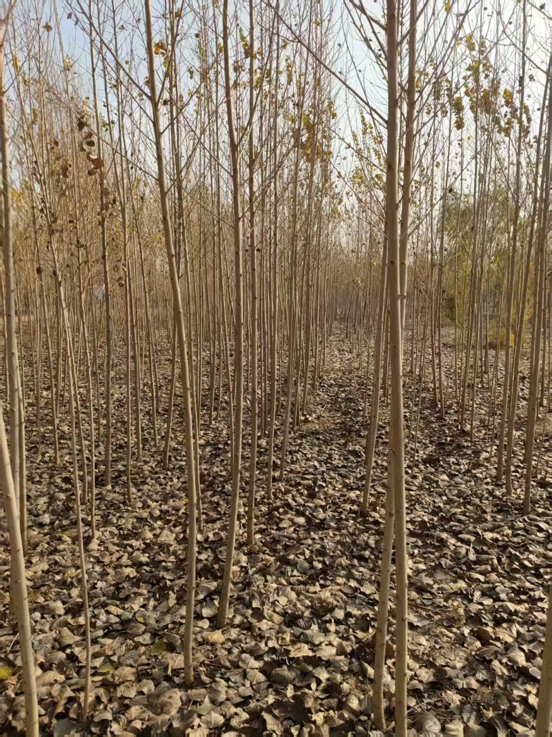 小美旱杨树2/4公分10万株新苗2/3年生巴彦淖尔临河区