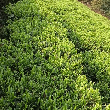 三江高山绿茶