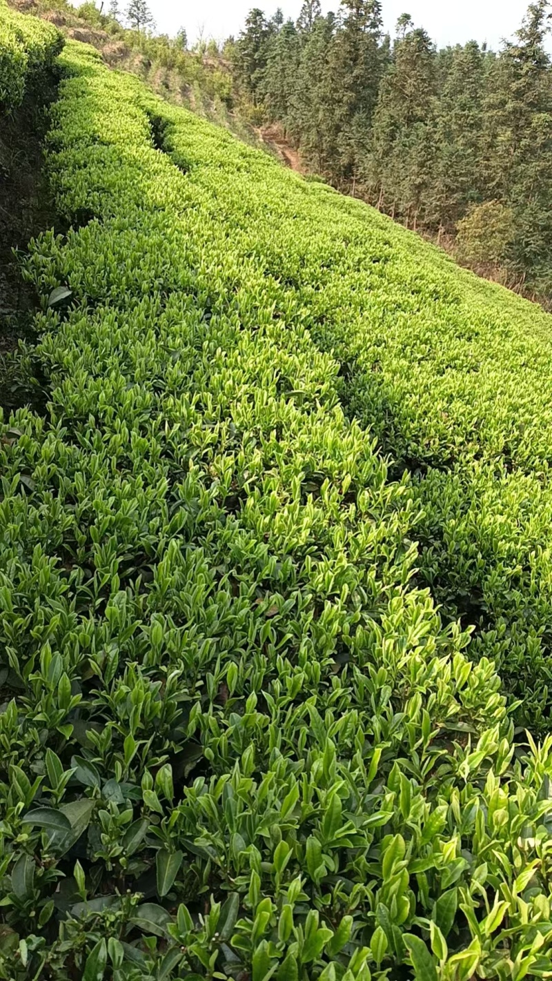 三江高山绿茶