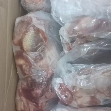 5只一包鸽子