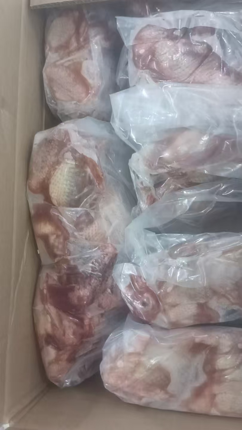 5只一包鸽子