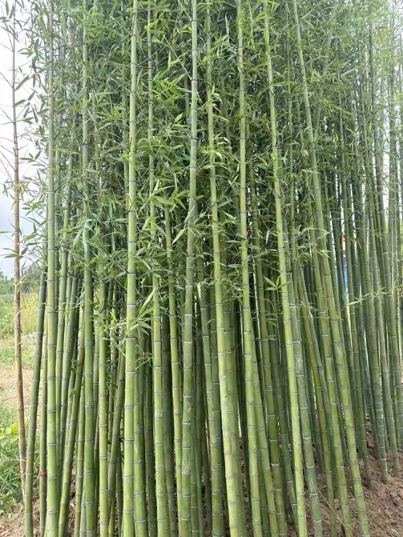 原产地竹子