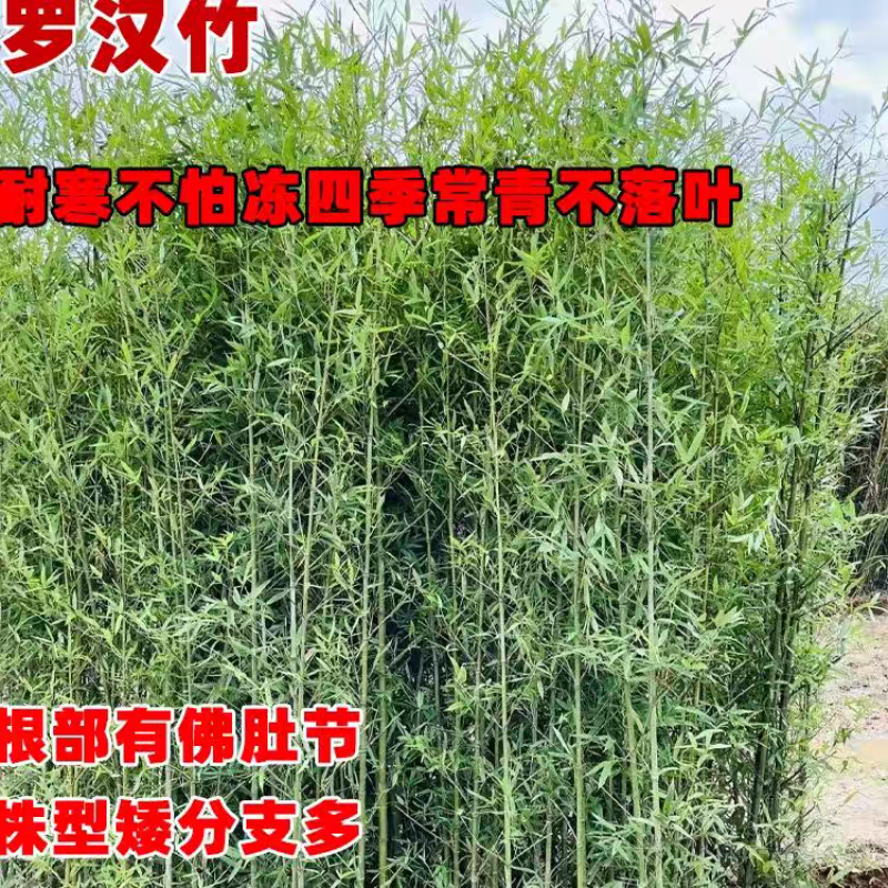 原产地竹子