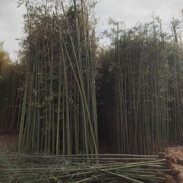 原产地竹子