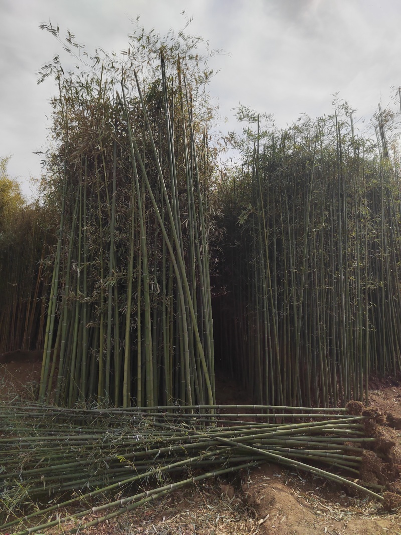 原产地竹子