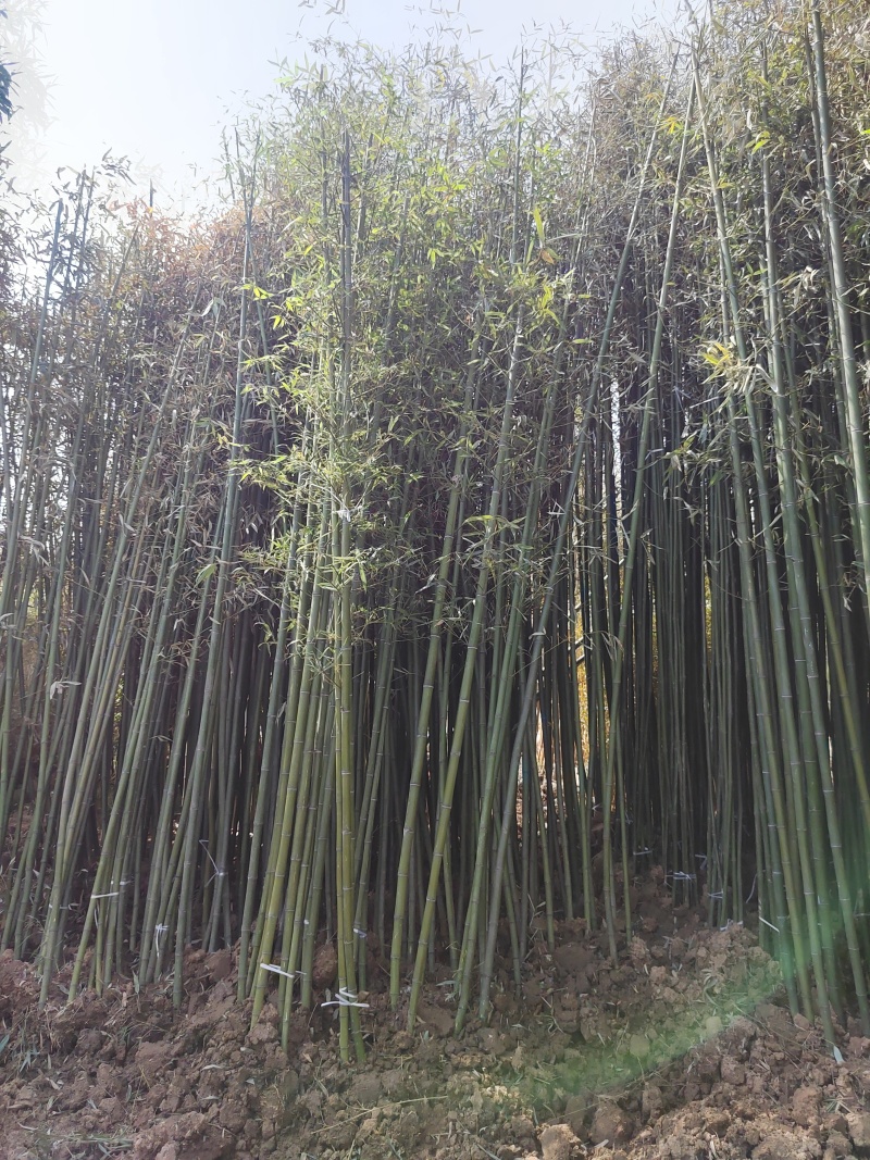 原产地竹子