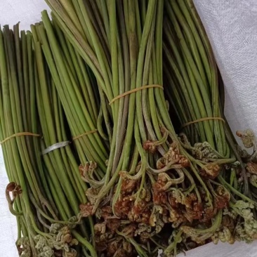 蕨菜