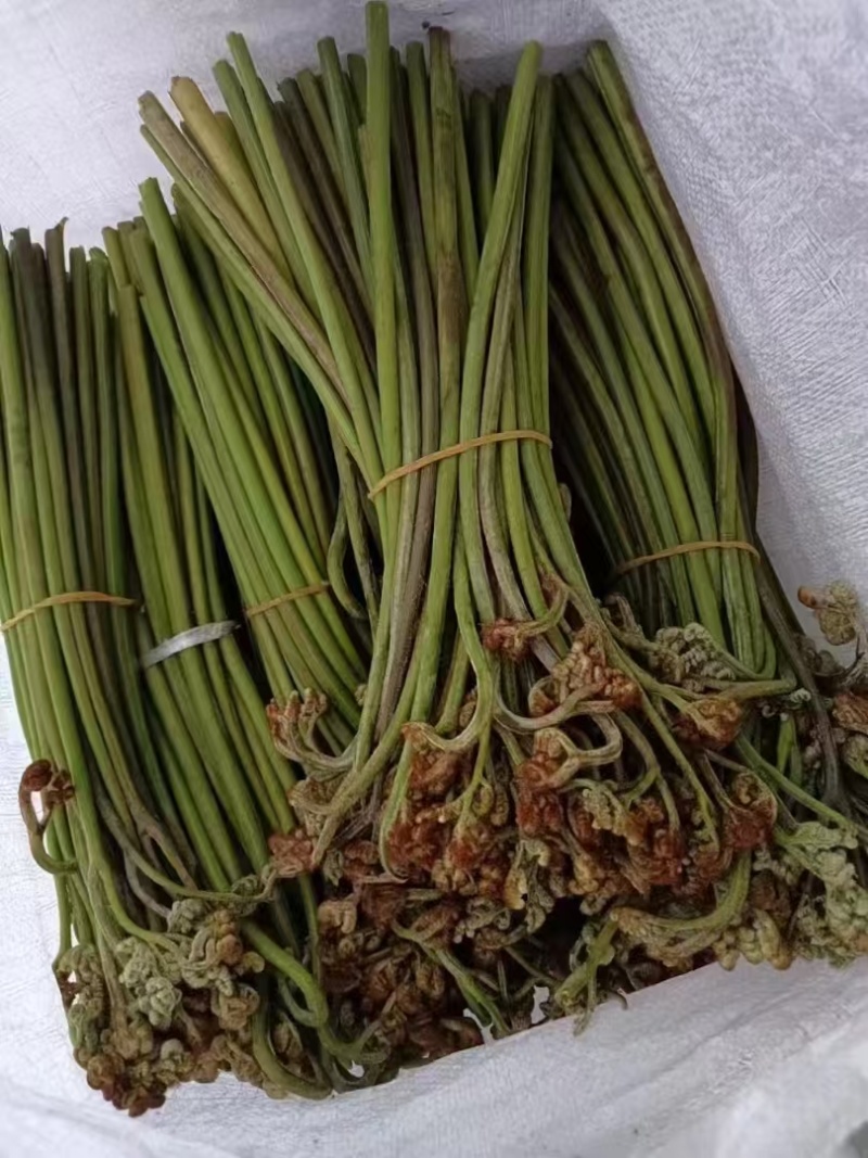 蕨菜