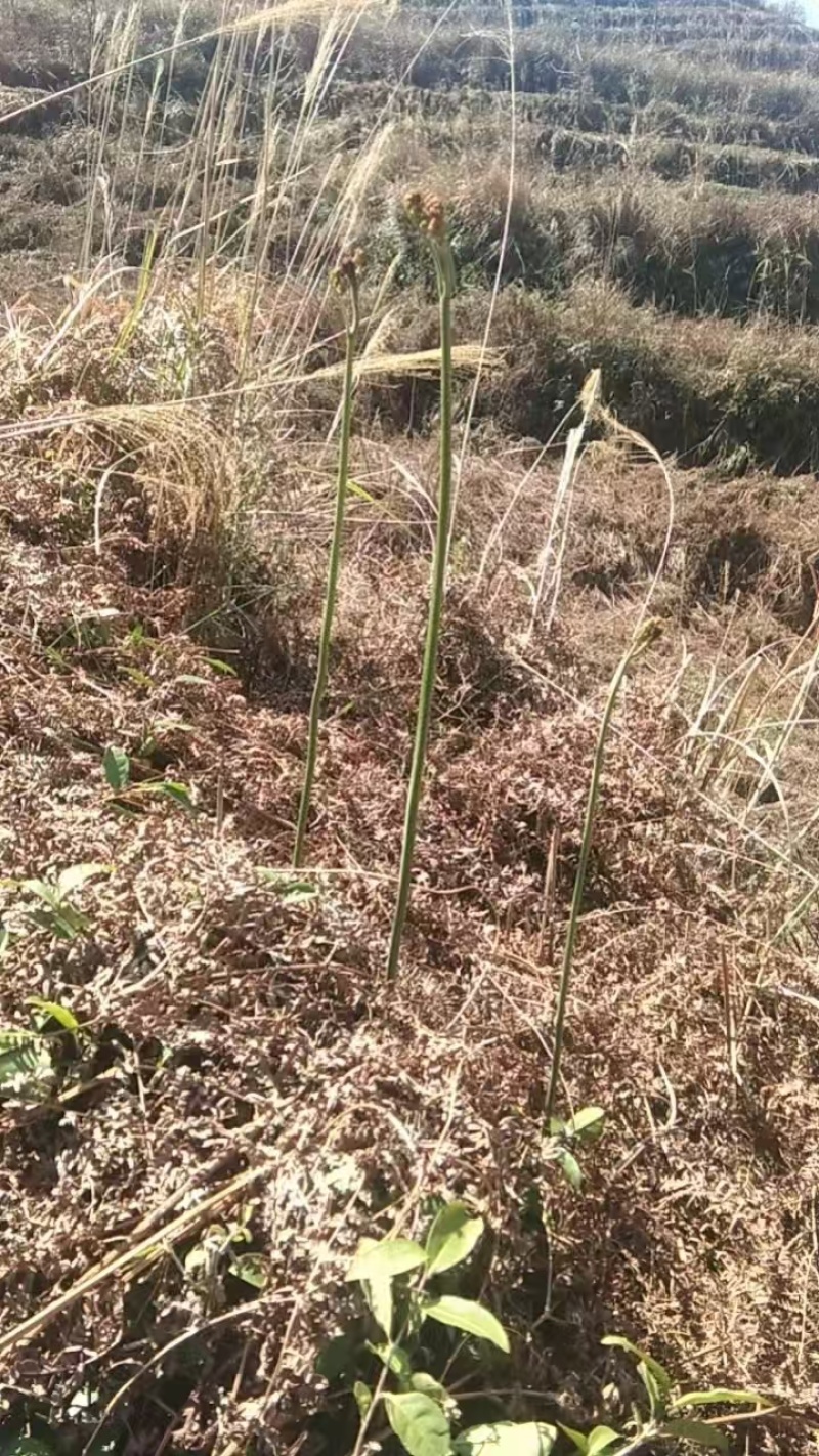 蕨菜