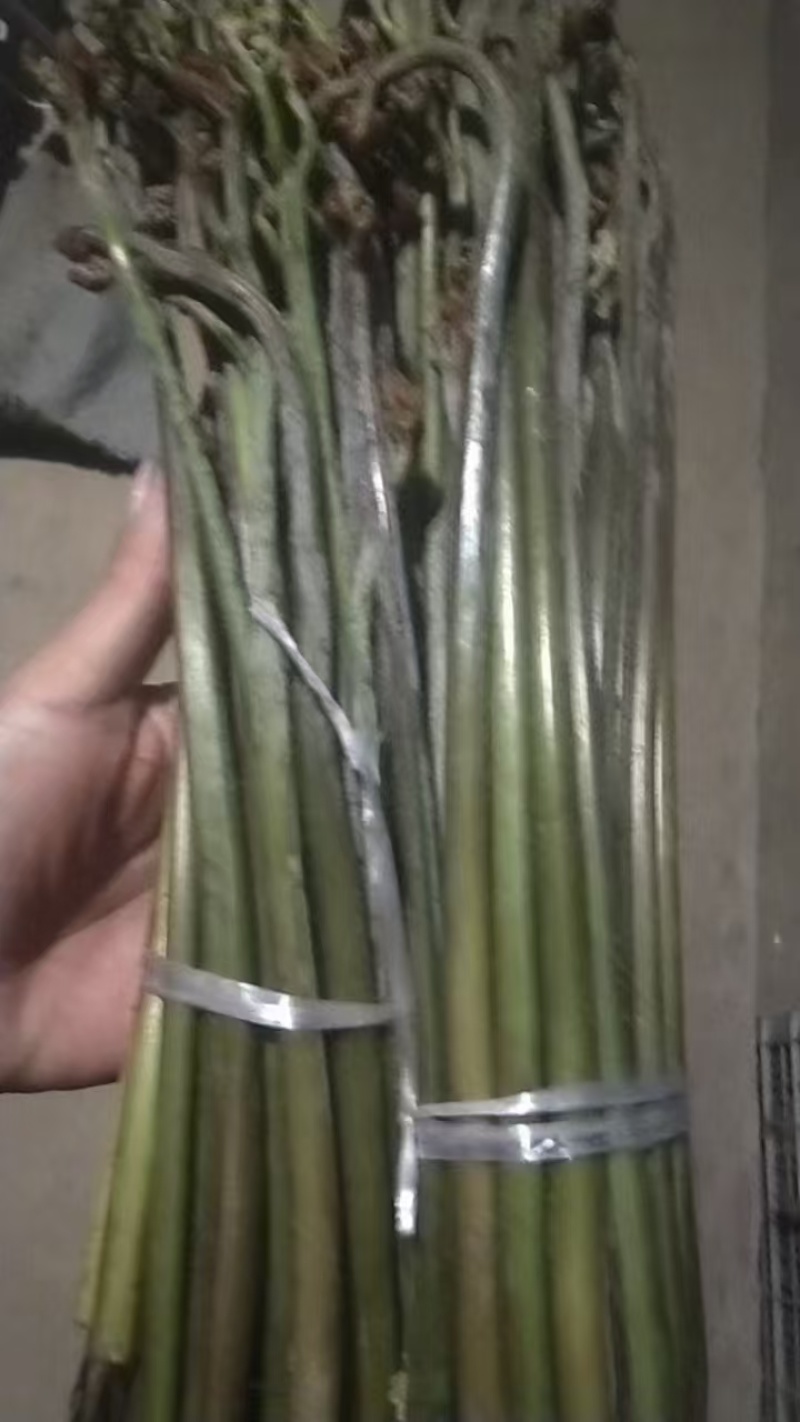 蕨菜