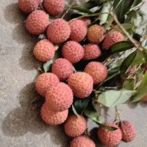 桂味荔枝