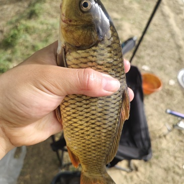 鲤鱼