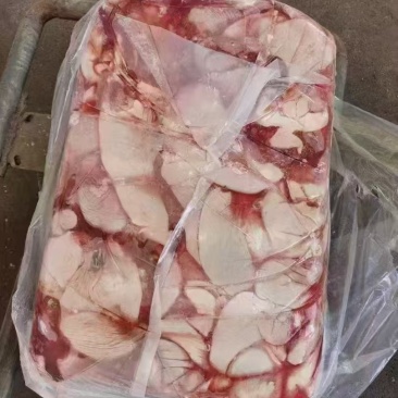 母猪抛开大花肠