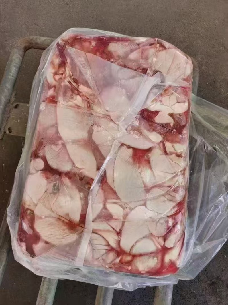 母猪抛开大花肠
