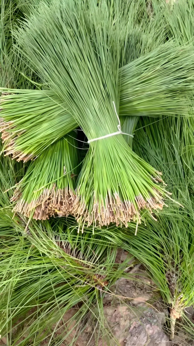 松针马尾松