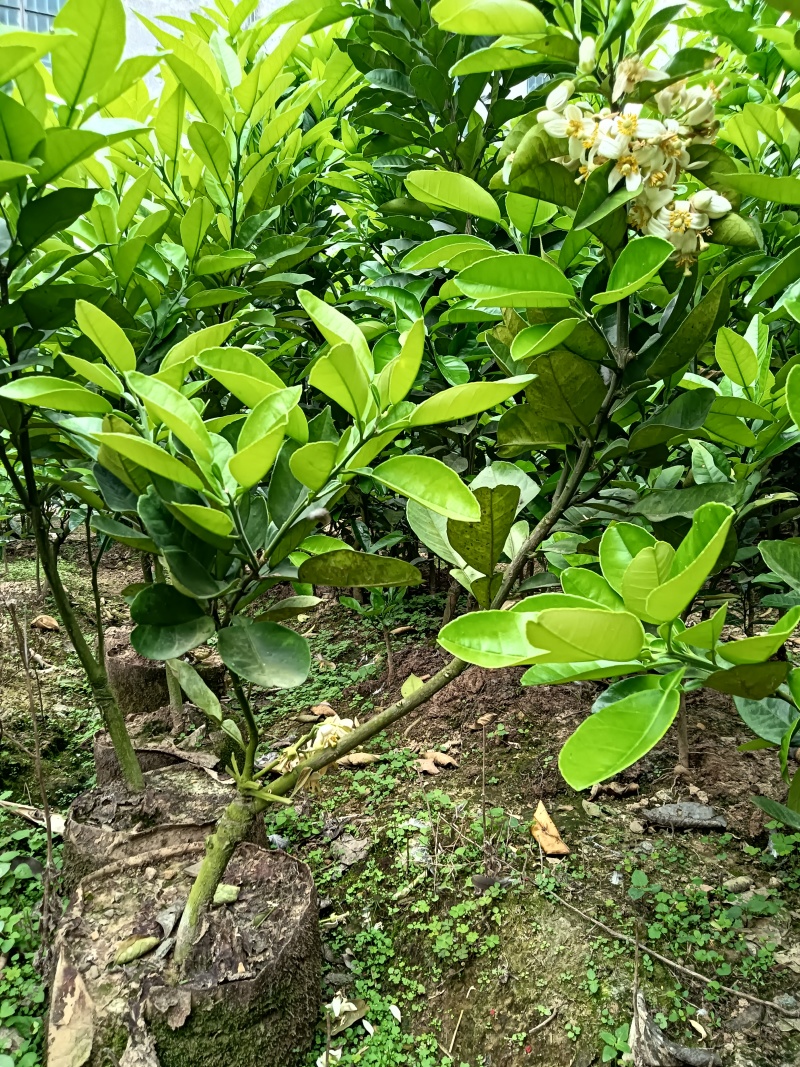 正宗化橘红两年苗