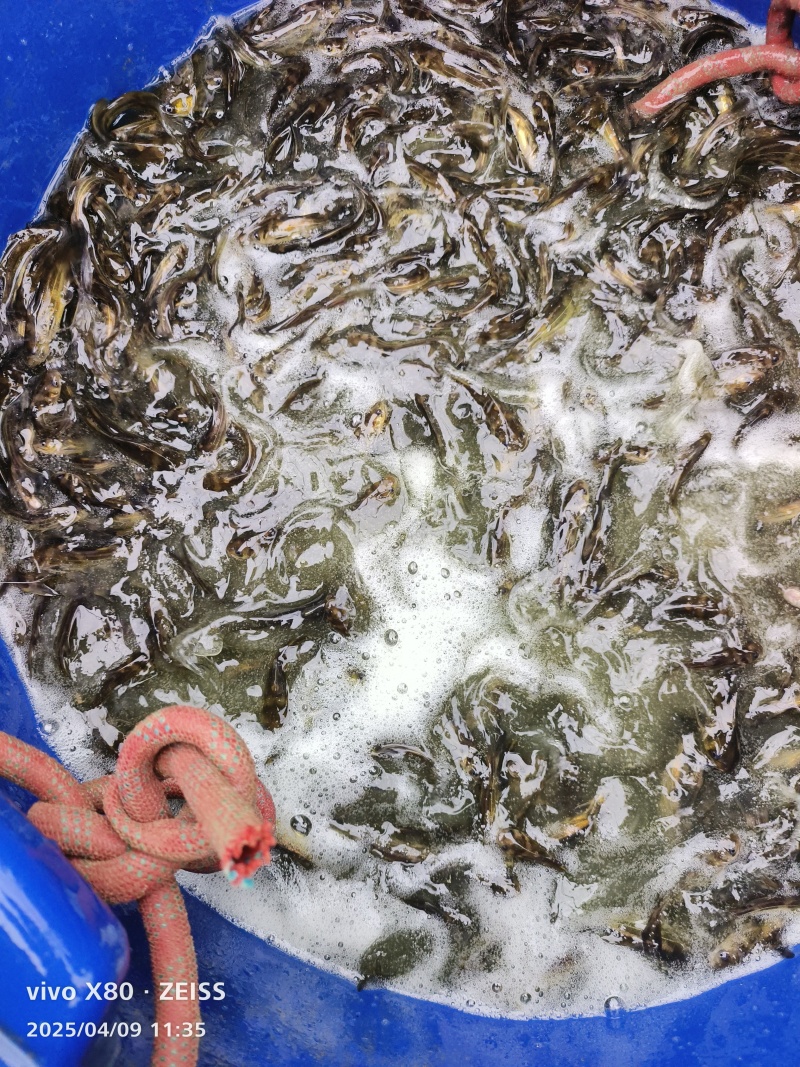 广西淡水产品