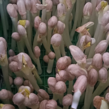 花生芽预售